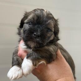 Mint Collar (Bowser) - Gold sable male Havanese puppy in Silverton, Oregon from PNW Havanese
