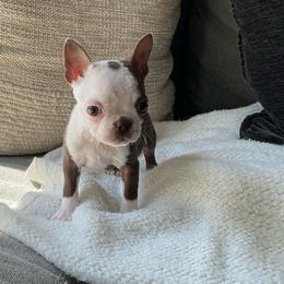 Cora - Red female Boston Terrier puppy in Charlotte, Michigan from Witselle Bostons