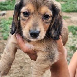 Honey - Cream female Dachshund puppy in Penrose, Colorado from Double Trouble Dachshunds