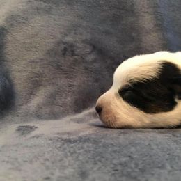 Australian Cattle Dog Puppies from DoReMi ACDs