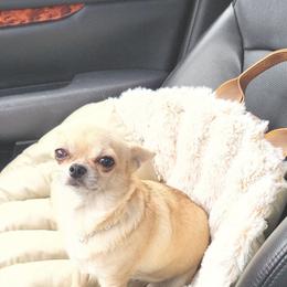 Hazel - Chihuahua