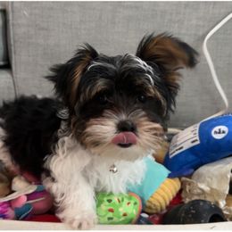 Biewer Terrier, Maltese, and Morkie Puppies from Jenn’s Georgia Morkies and Biewer Terriers