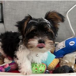 Biewer Terrier, Maltese, and Morkie Puppies from Jenn’s Georgia Morkies and Biewer Terriers