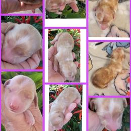 Dachshund Puppies from CLARK'S BREEDING PROGRAM