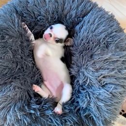 Chihuahua and Companion Cross Puppies from Lee’s Applehead Chihuahuas