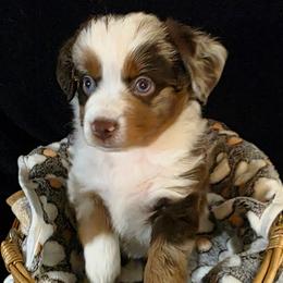 Crockett - Red merle male Miniature Australian Shepherd puppy in Spirit Lake, Idaho from Gemstone Ridge Mini Aussies