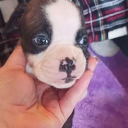 Girl 1 - Brindle female Boxer puppy in Shelbyville, Tennessee from Layne's Boxers