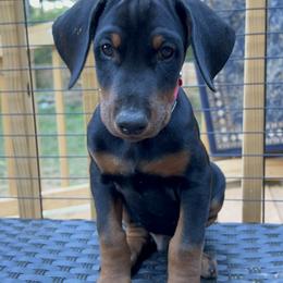 Doberman Pinscher Puppies from Bhon Mhuir Dobermanns