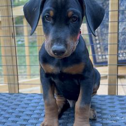Doberman Pinscher Puppies from Bhon Mhuir Dobermanns