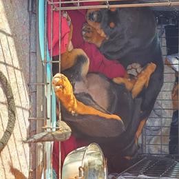 Rottweiler Puppies from Gottlïchen Rottweilers