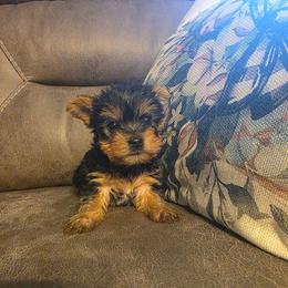 Eros (Yellow) - Black and tan male Yorkshire Terrier puppy in Fayetteville, Tennessee from Mina's Yorkies