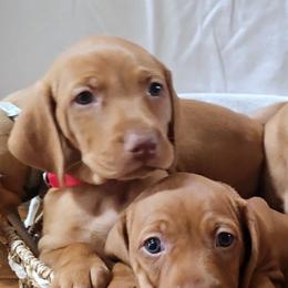 Vizsla Puppies from Avellana Vizslas