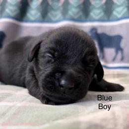 Blue Boy - Black male Labrador Retriever puppy in Lincoln, Nebraska from Labrador Retriever Breedings