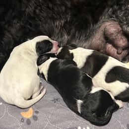 Portuguese Water Dog puppies from Stacy's PWD Portuguese Water Dogs