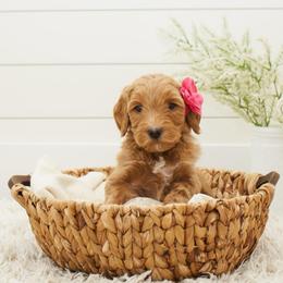 Nala- Pink Collar - Apricot female Goldendoodle puppy in Arlington, Washington from Anderson Goldendoodles