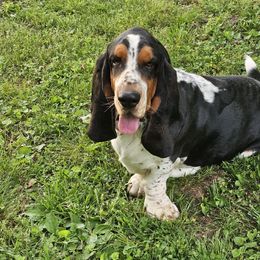 Doobie - Basset Hound