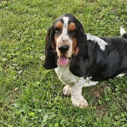 Doobie - Basset Hound