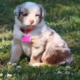 Aspen look for my video - Red merle female Australian Shepherd puppy in Cookeville, Tennessee from Spring Creek Aussies