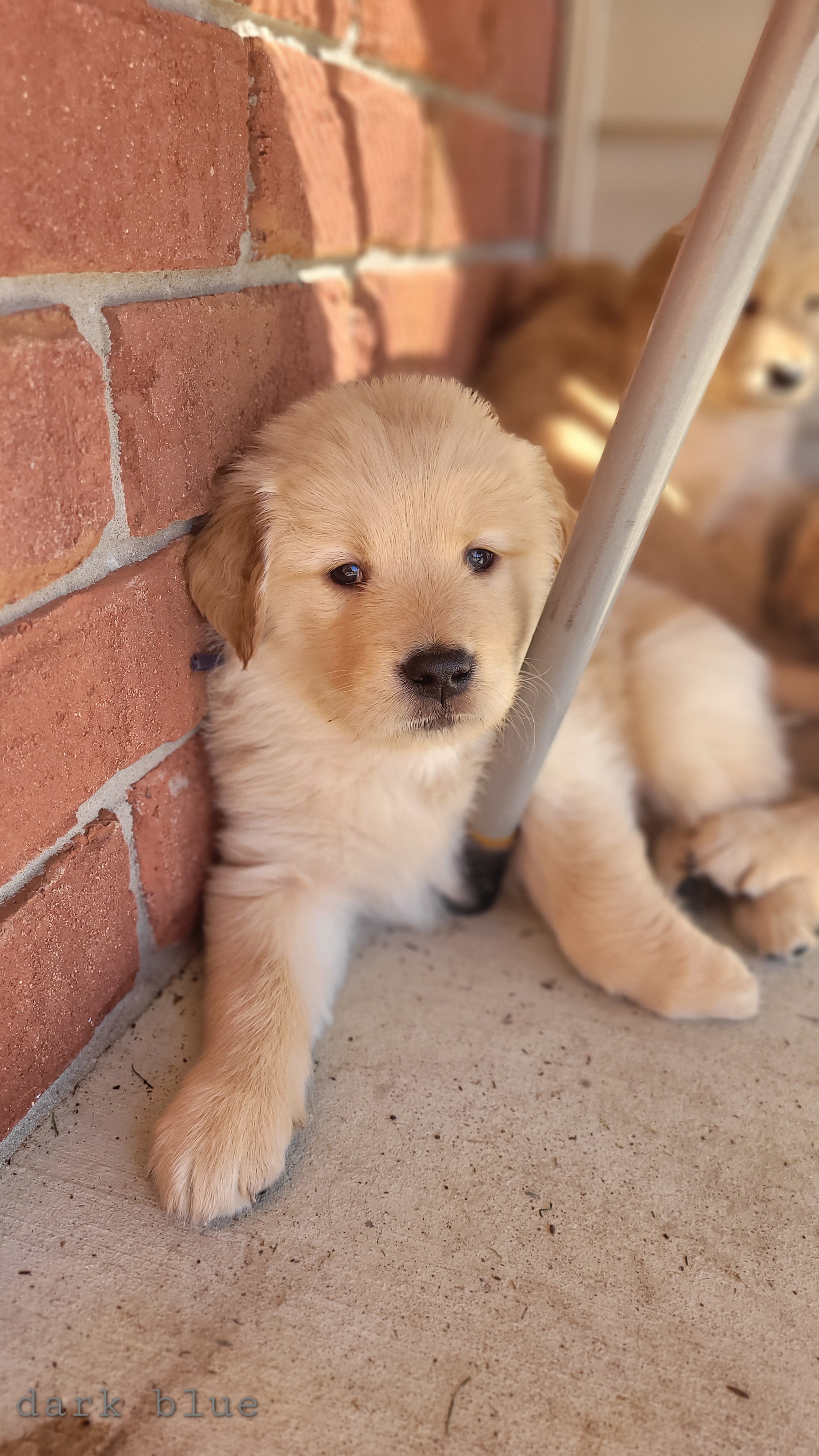 Golden Retriever Puppies from Middlecreek Goldens