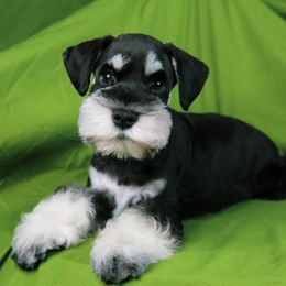 Girl 1 - Black and silver female Miniature Schnauzer puppy in Avondale, Arizona from Campos Schnauzers