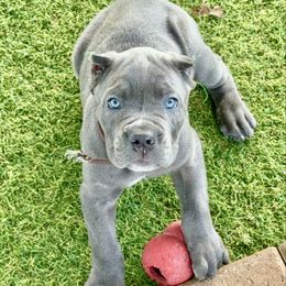 Brown Collar Grey MALE - Gray male Cane Corso puppy in Mc Ewen, Tennessee from Worldwide Kennels