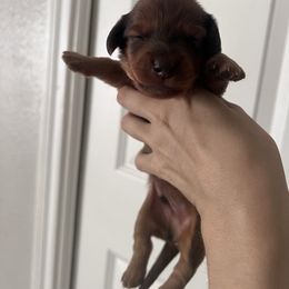 Scooby - Dapple male Dachshund puppy in Conroe, Texas from R&K Dachshunds