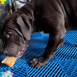 American Bully Puppies from TEXAS BULLY FAMILY