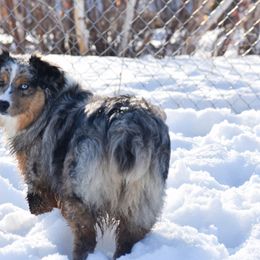 Lady - Miniature Australian Shepherd