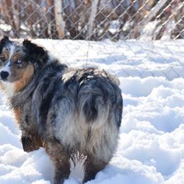 Lady - Miniature Australian Shepherd