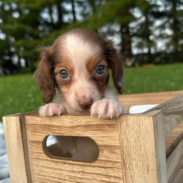 Hank - Piebald male Dachshund puppy in Wytheville, Virginia from Weenie Haven