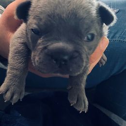 French Bulldog Puppies from Fur Baby Farms