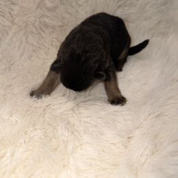Girl 3 - Black and tan female German Shepherd puppy in Hollis Center, Maine from Noble German Shepherds of Maine