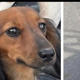 June - Dachshund