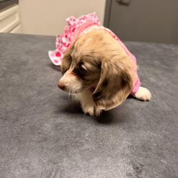 Minnie - Dapple female Dachshund puppy in Magnolia, Texas from Carrie’s Countryside Dachshunds