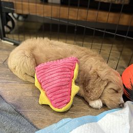 Saint Berdoodle Puppies from Highland Ridge Doodles