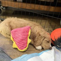 Saint Berdoodle Puppies from Highland Ridge Doodles