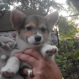 Blue bandana boy - White and black male Pembroke Welsh Corgi puppy in Cherokee, Oklahoma from MCS Farms-OK