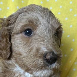 Cavapoos and Goldendoodles from Cavapoos and Goldendoodles