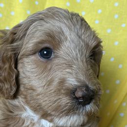 Cavapoos and Goldendoodles from Cavapoos and Goldendoodles