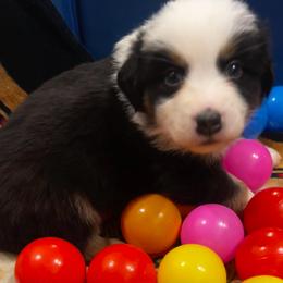 Neo (Crwth (KROOTH)) - Black tri-color male Australian Shepherd puppy in Bennett, Colorado from Alolan Angel Aussies