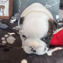 Lita - White female Bulldog puppy in Grand Island, New York from Buckletucky Farm