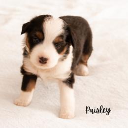 Paisley - Black tri female Miniature Australian Shepherd puppy in Blackfoot, Idaho from Bellewynd Acres