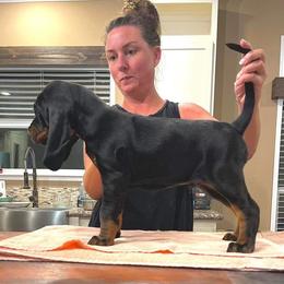 Black and Tan Coonhound Puppies from Classic Coonhounds