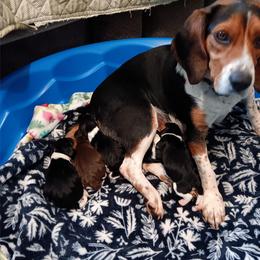 Annie - Beagle