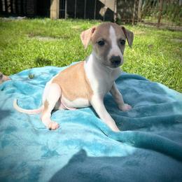 Boo - White and fawn male Whippet puppy in Oneida, Tennessee from Saving Grace