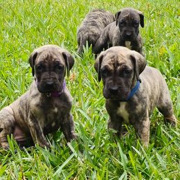 Doberman Pinscher and Great Dane Puppies from Draggin Dobermans & Great Danes