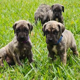 Doberman Pinscher and Great Dane Puppies from Draggin Dobermans & Great Danes