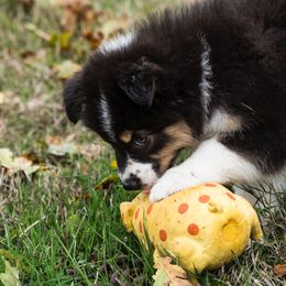 Australian Shepherd Puppies from Diamond Hill Australian Shepherds