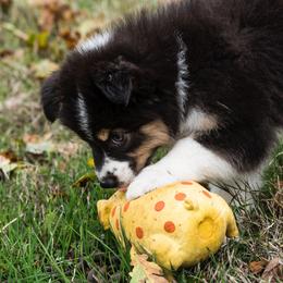 Australian Shepherd Puppies from Diamond Hill Australian Shepherds