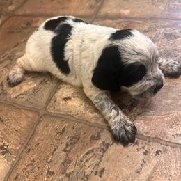 Bippy - Blue roan male English Cocker Spaniel puppy in Bainbridge, Georgia from Chapman Bird Dogs